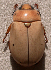 Grapevine Beetle